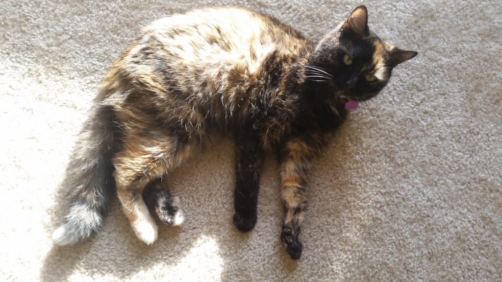 silly cat